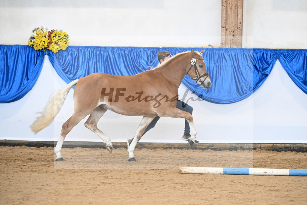 Kat-Nr. 23 Maverick v. Manu_Lechner_48251029 | hf-fotografie - Realisiert mit Pictrs.com