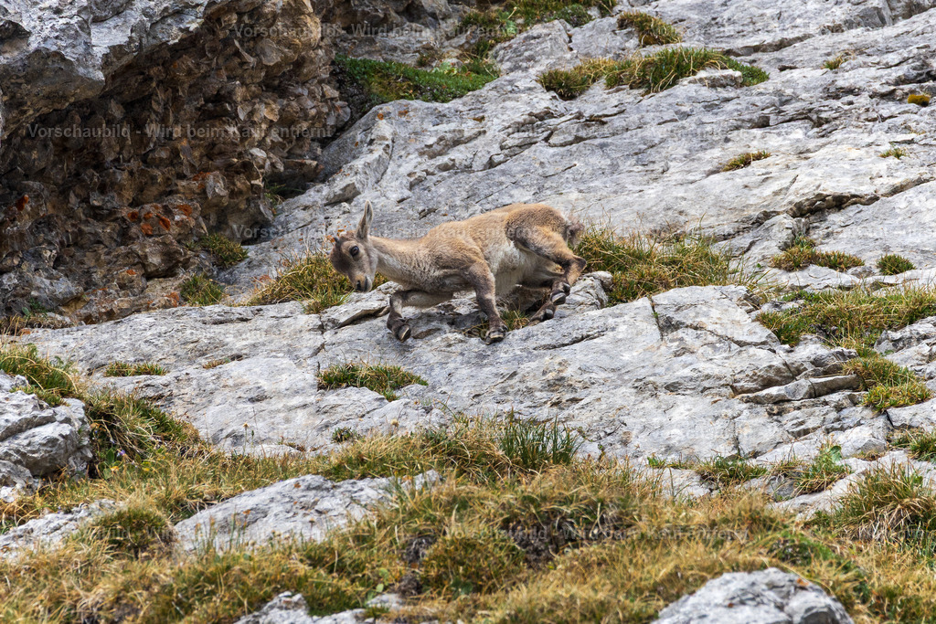 Steinbock am Pilatua | Stimmungsvolle Fotokunst aus Luzern. Erlebe den Pilatus, den See und die Stadt Luzern in exklusiven Aufnahmen in der Fotogalerie & Shop. - Realisiert mit Pictrs.com