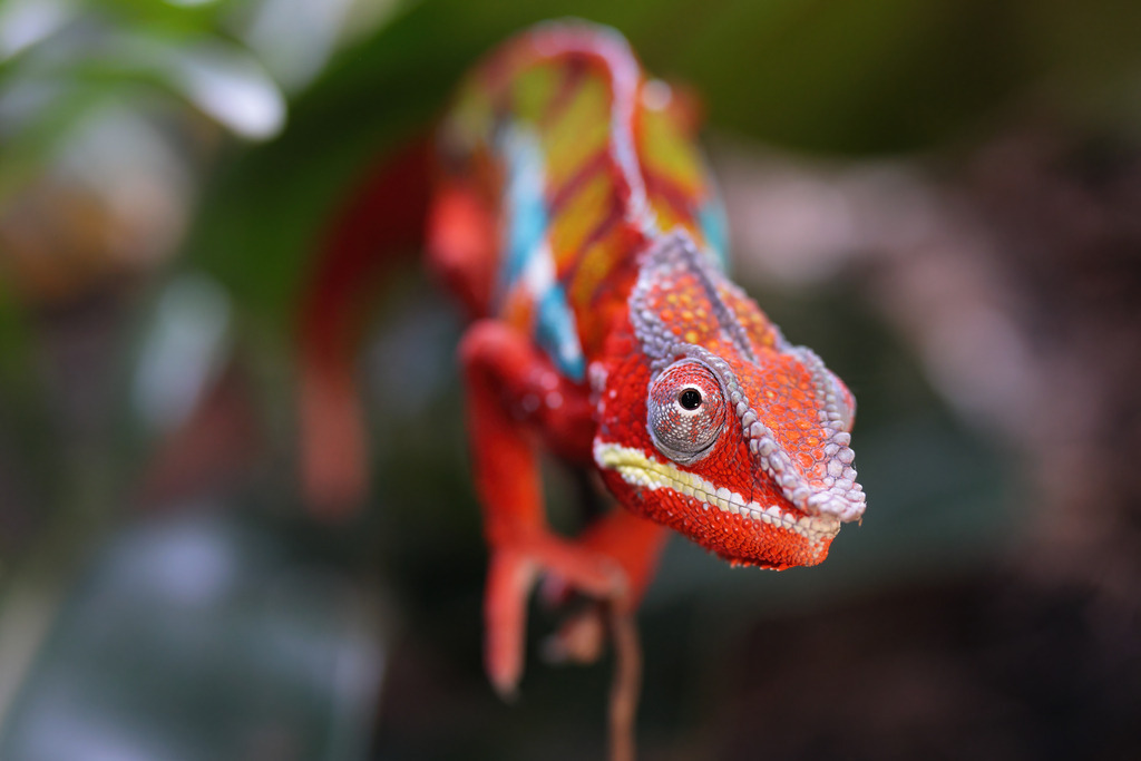 Wandbild Chamäleon Farbenpracht der Natur | Dieses faszinierende Bild zeigt ein Chamäleon in beeindruckenden Farben. Das Chamäleon ist in leuchtendem Rot, Orange und Blau gefärbt, seine Haut strukturiert und lebendig. Es ist auf einem Ast oder einem dünnen Zweig positioniert und blickt aufmerksam nach vorne. Der Hintergrund ist unscharf, was die Details und Farben des Chamäleons besonders hervorhebt und ihm eine beeindruckende Präsenz verleiht. Die Kombination aus den lebhaften Farben und der einzigartigen Textur der Haut macht dieses Bild zu einem echten Hingucker.