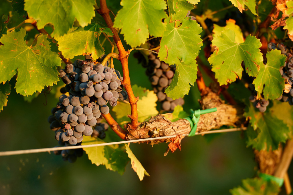 Weintrauben im Abendlicht | Pozzuolo, Italien - September 09, 2016: Weintrauben im Abendlicht. - Realisiert mit Pictrs.com