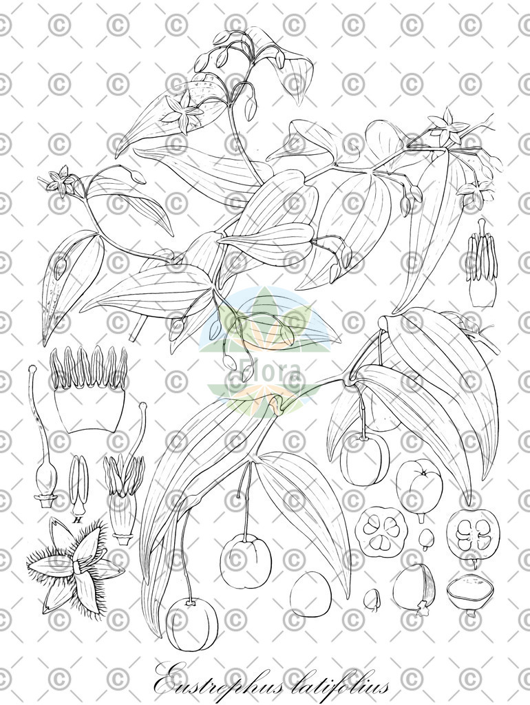 HistAbb_wfo-0000965698_1_SIMPLE | Historische Abbildung von Eustrephus latifolius - Asparagaceae | Historical Illustration of Eustrephus latifolius - Asparagaceae