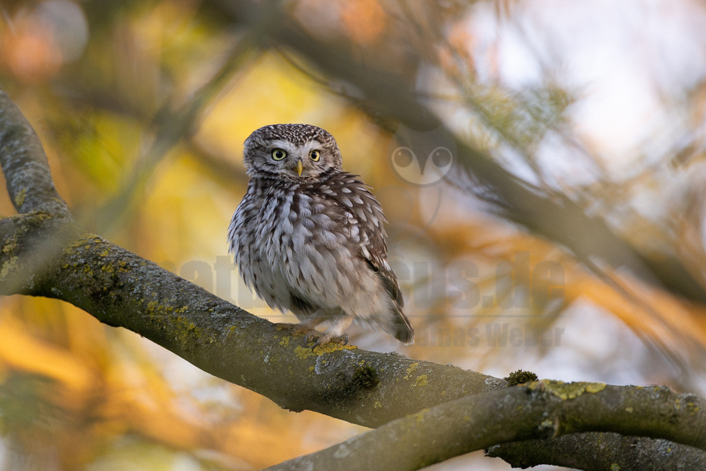 R5M24567_20260430 | Ein Steinkauz (Athene noctua) sitzt auf einem dicken, mit Flechten bewachsenen Ast. Der Vogel blickt mit seinen großen, gelben Augen direkt in die Kamera. Sein Gefieder ist braun und weiß gesprenkelt. Der Hintergrund ist unscharf und in warmen Herbstfarben gehalten. - Realisiert mit Pictrs.com