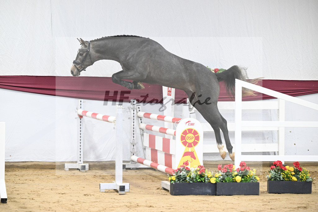 Kat-Nr. 2 Arezzo Man x Canoso_Pferdezucht Pech GbR 47250033 | hf-fotografie - Realisiert mit Pictrs.com