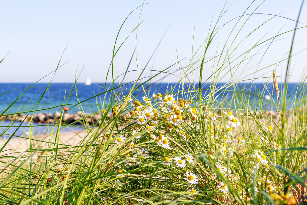 Wandbild: Dünenblüte – Sommertag am Meer | Holen Sie sich die unbeschwerte Leichtigkeit eines nordischen Sommers nach Hause. Dieses Wandbild kombiniert das frische Grün des Dünengrases mit dem leuchtenden Weiß wilder Kamille. Im Hintergrund erstreckt sich die tiefblaue Ostsee unter einem klaren Himmel, während ein einsames Segelboot am Horizont vorbeizieht. Ein lebendiges und freundliches Naturmotiv, das Frische, Duft und Urlaubsfreude in jeden Raum bringt. - Realisiert mit Pictrs.com