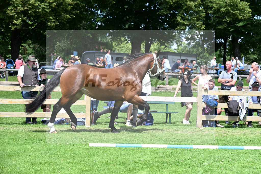 Kat-Nr. 54 Gloria v. Rochus_Stadler_22240981 | hf-fotografie - Realizzato con Pictrs.com