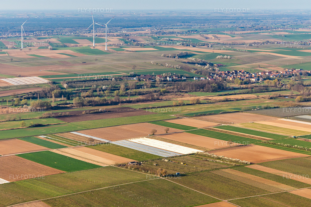 Luftbild: Obstplantage von Eier-Meyer im Ortsteil Mühlhofen in Billigheim-Ingenheim im Bundesland Rheinland-Pfalz in Deutschland. Foto: IMG_126417.jpg vom 04.04.2021 durch Werner Riehm/FLY-FOTO.de