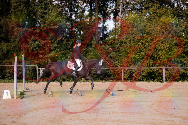 2026_10_03_Siefer-Hof_145846_Z81_40356112 | Professionelle Reitsport-, Turnier- und Eventfotografie von Robert Broda. Galerien mit ausgewählten und bearbeiteten Bildern direkt online ansehen und bestellen.