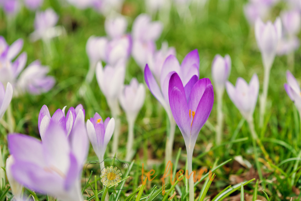 DSC_0124-NEF_DxO_PRIME (1) | Dies ist der Shop von Florian Blum - le fleuri. Langenthal, Bern, SchweizSie können hier meine oder ihre eigenen Fotos als Fotoprodukte kaufen. Tassen, Schlüsselanhänger, Taschen etc. können Sie hier gestalten.  - Realisiert mit Pictrs.com