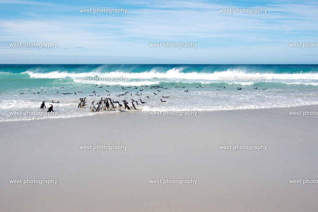 Magellan Penguin on the Beach 8 SND - FLK 2014 | west photography - Realisiert mit Pictrs.com