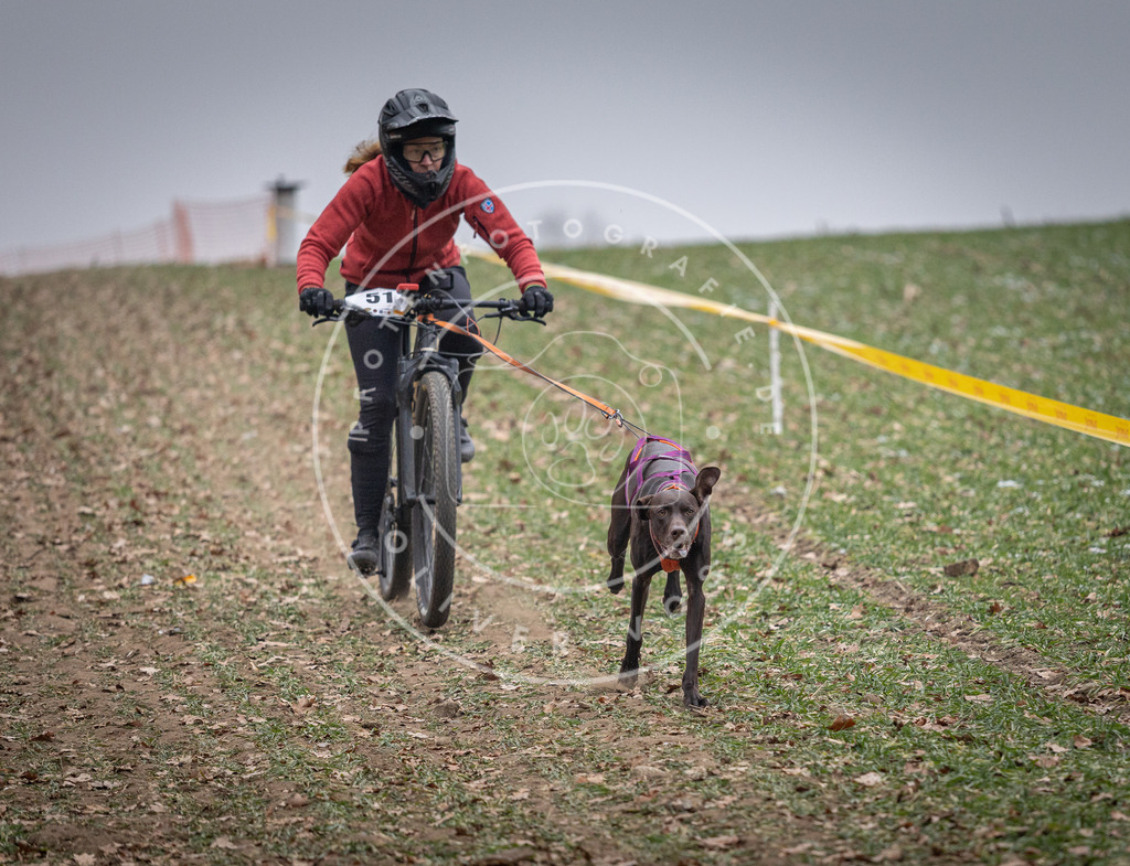 Pfotenfotografie_DV3A1077 | Hundefotografie, Tierfotograf, Pfotenfotografie, Fotoshooting Hund, Hunde Portrait, Hundesport, Hundeportraits, Heideshooting, Hunde, Sportfotograf, Hundefotograf, Turnierhundsport, THS,  - Realisiert mit Pictrs.com
