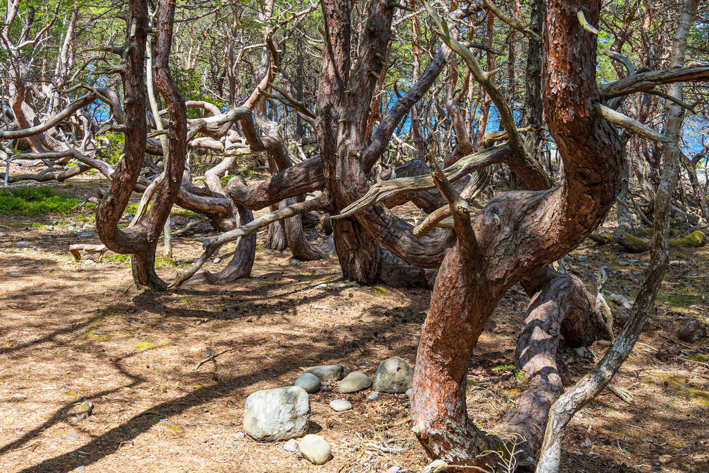 Bäume im Wald Trollskogen auf der Insel Öland in Schweden | Bäume im Wald Trollskogen auf der Insel Öland in Schweden.