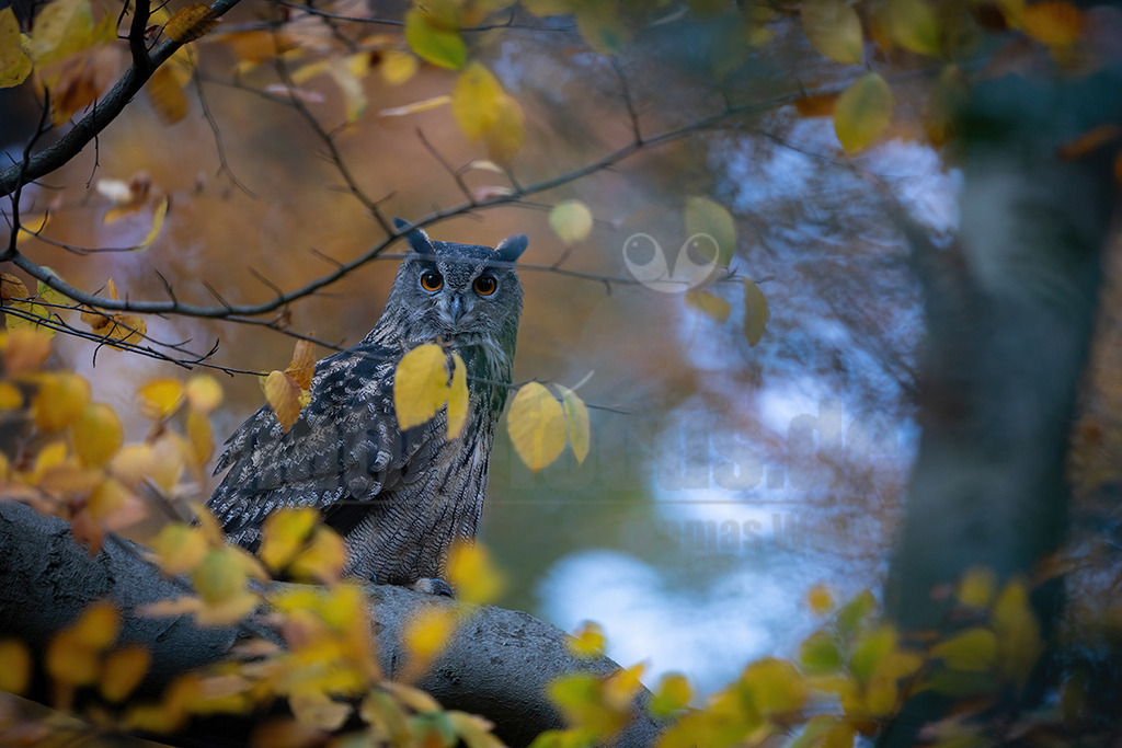 R5M25948_20251104 | Ein majestätischer Uhu (Bubo bubo) sitzt auf einem dicken Ast, umgeben von leuchtend gelben Herbstblättern, die teilweise unscharf im Vordergrund und Hintergrund zu sehen sind. Der Uhu blickt mit seinen durchdringenden orangefarbenen Augen direkt in die Kamera. Sein Gefieder zeigt eine Mischung aus Grau-, Braun- und Schwarztönen, die eine hervorragende Tarnung bieten. Im Hintergrund ist ein verschwommener blauer Himmel und weitere herbstliche Baumstrukturen erkennbar. Es sind keine spezifischen Interaktionen zu beobachten; der Uhu sitzt ruhig und aufmerksam auf seinem Ruheplatz. - Realisiert mit Pictrs.com