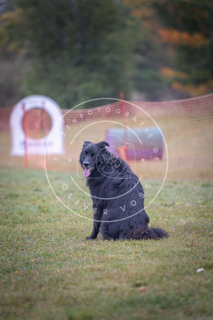 Pfotenfotografie_DV3A8965 | Hundefotografie, Tierfotograf, Pfotenfotografie, Fotoshooting Hund, Hunde Portrait, Hundesport, Hundeportraits, Heideshooting, Hunde, Sportfotograf, Hundefotograf, Turnierhundsport, THS,  - Realisiert mit Pictrs.com