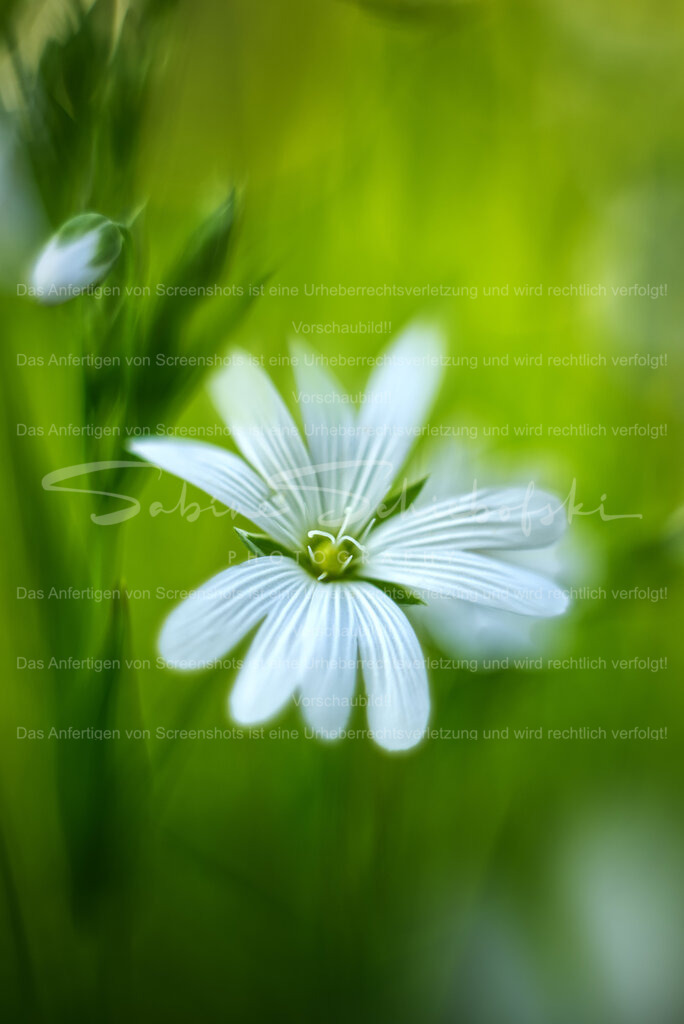 Sternmiere im Grünen | Die detailierte Blüte einer Sternmiere vor grünem Hintergrund - Realisiert mit Pictrs.com
