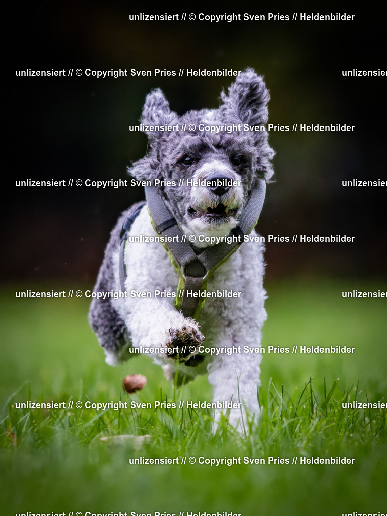 Sven Pries | 2024-10-19 - Hunderennen Ober-Grombach - Realisiert mit Pictrs.com