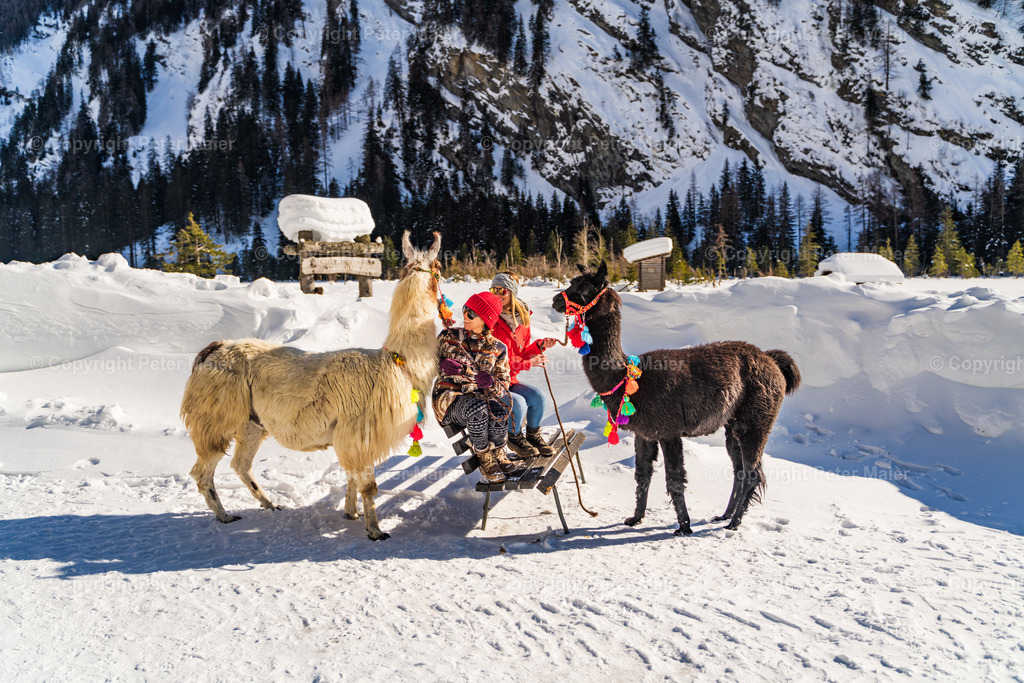 Lama_Wanderung_Winter_Stapitzer_See-45 | piet_flosse