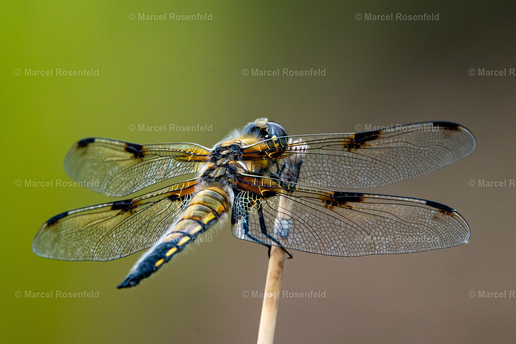 _DSC1407 | foto-rosenfeld