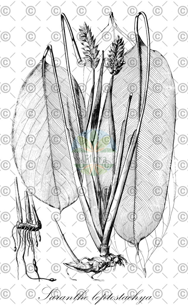 HistAbb_wfo-0000438025_1_ENZY_Simple | Historische Abbildung von Saranthe leptostachya - Marantaceae | Historical Illustration of Saranthe leptostachya - Marantaceae