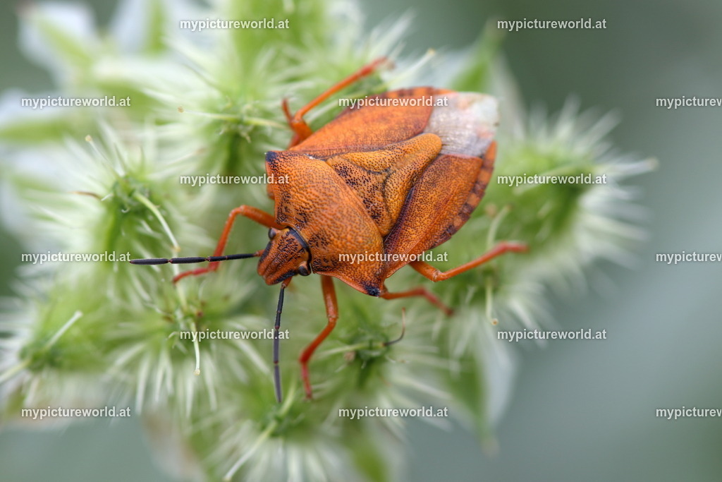 Carpocoris fuscispinus-003 | Das Bilderarchiv über Tiere, Planzen und Landschaften. In der Bilddatenbank finden Sie ein große Auswahl an hochwertigen Bilder für Ihre Werbung - Realisiert mit Pictrs.com