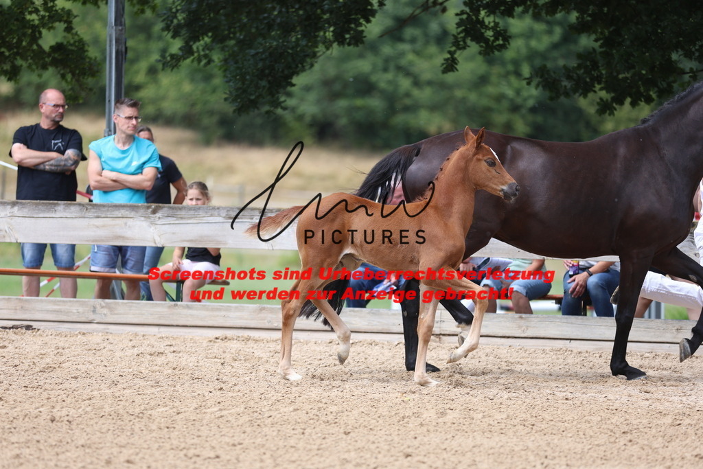 Fohlenschau_Schwäbisch_Hall_dressurbetonte_Fohlen_Goldring_KN 4_1 | lmwpictures - Realisiert mit Pictrs.com