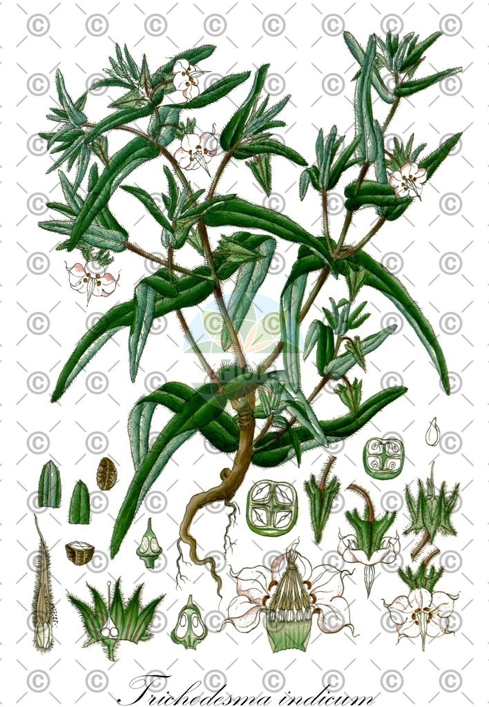 HistAbb_7ZCD_1_ENZY_Simple | Historische Abbildung von Trichodesma indicum - Boraginaceae | Historical Illustration of Trichodesma indicum - Boraginaceae