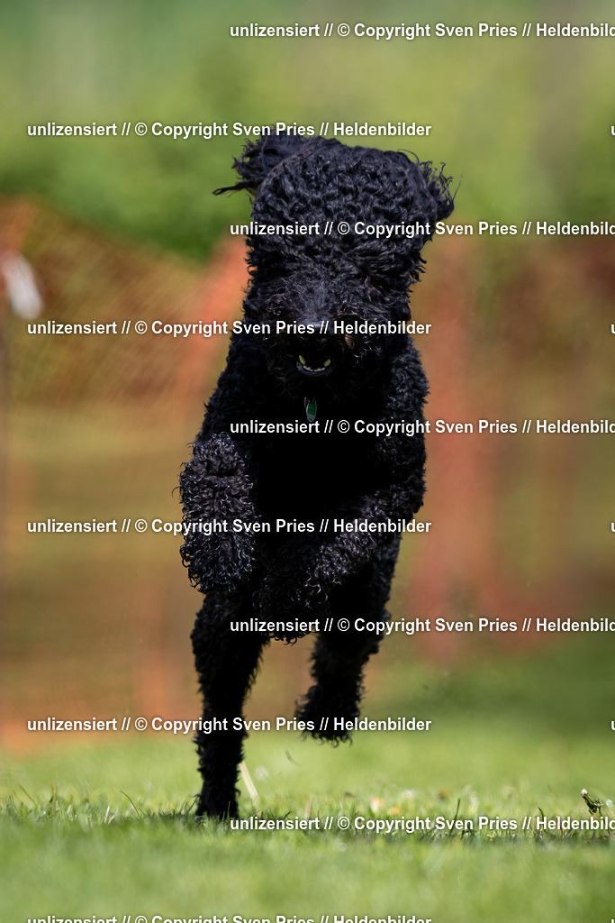 Sven Pries | 2024-04-21 - Hunderennen Baden-Oos
Foto: Sven Pries - Realisiert mit Pictrs.com