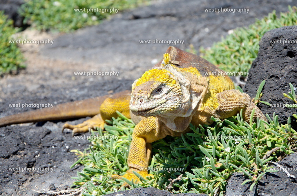 Conolophus 1 - EQU 2015 | west photography - Realisiert mit Pictrs.com