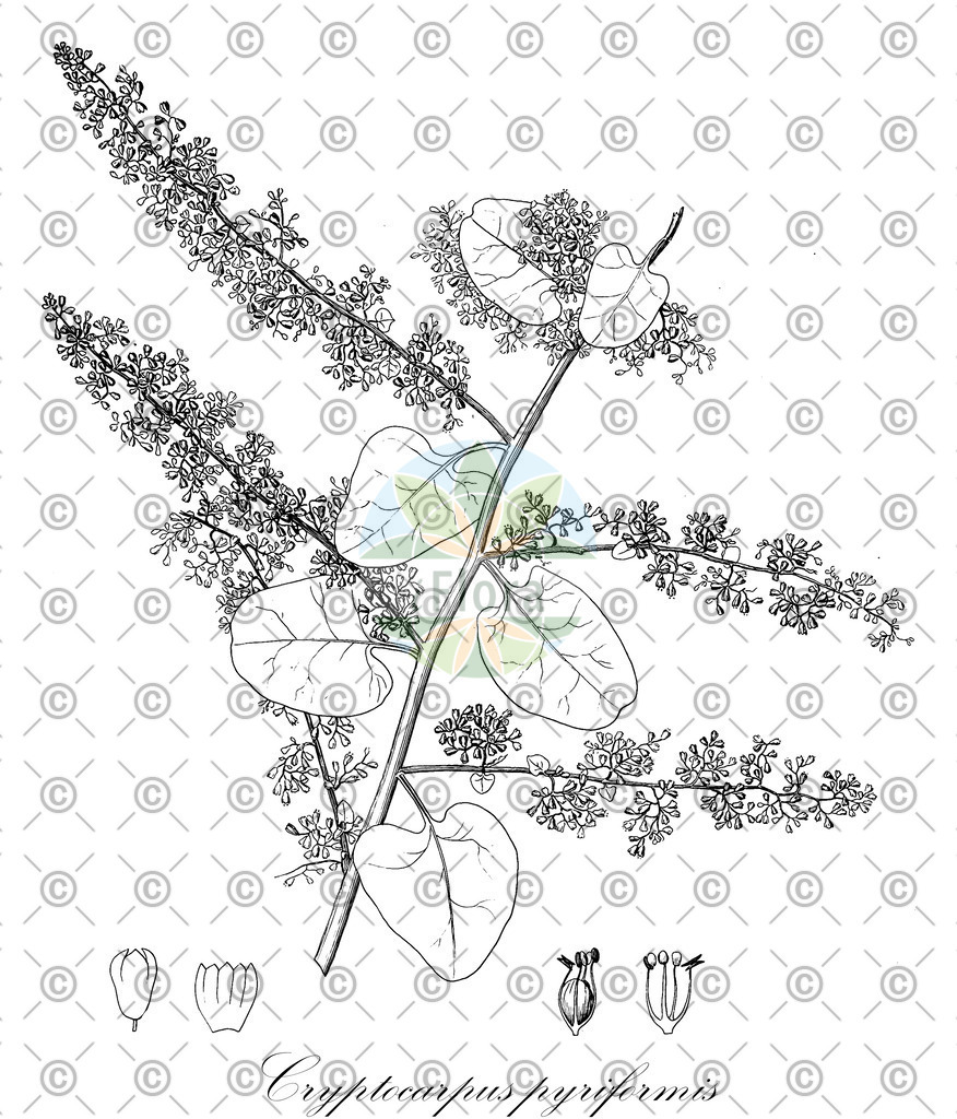 HistAbb_wfo-0000627747_2_ENZY_Simple | Historische Abbildung von Cryptocarpus pyriformis - Nyctaginaceae | Historical Illustration of Cryptocarpus pyriformis - Nyctaginaceae