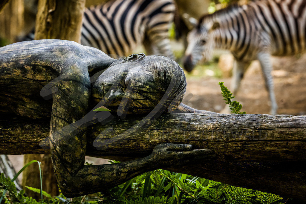 AnimalArt-ZEBRA_3307 | #002 | Modell: Jutta | Foto: Alexander Große-Strangmann - Realisiert mit Pictrs.com