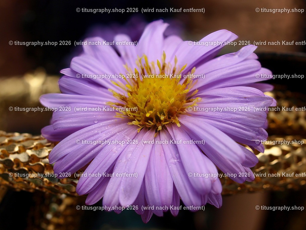 titusgraphy_P9281703-vz-ln | titusgraphy-shop: Geschenkideen mit Qualitätsfotos. titusgraphy-shop: gift ideas with quality photos. titusgraphy-shop: idées cadeaux avec photos de qualité.  - Realisiert mit Pictrs.com