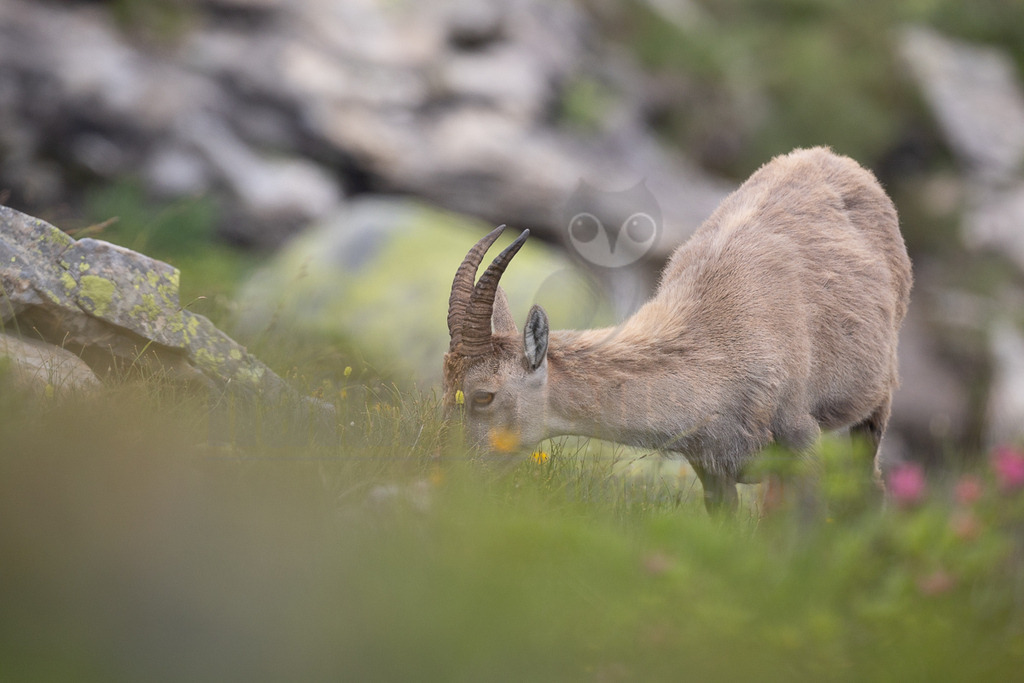 R6NF1728_20250707 | Ein junger Alpensteinbock (Capra ibex) ist in einer alpinen Landschaft beim Grasen zu sehen. Das Tier mit seinem hellbraunen Fell und den charakteristischen, leicht gebogenen Hörnern beugt sich nach unten, um Gras und kleine gelbe Blüten zu fressen. Der Hintergrund ist unscharf und zeigt weitere Felsen und grüne Vegetation, was die natürliche Umgebung des Steinbocks unterstreicht. Im Vordergrund sind ebenfalls unscharfe Gräser und einige rosa Blüten zu erkennen, die dem Bild Tiefe verleihen. - Realisiert mit Pictrs.com