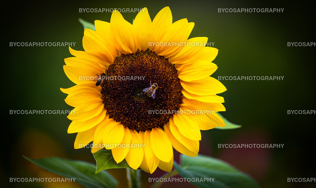 DSC_1221- | Exklusive Fine Art Prints aus Zürich – hochwertige Stadt- und Landschaftsfotografien als Wandbilder. Entdecken Sie einzigartige Zürich-Fotos zum Ausdrucken - Realisiert mit Pictrs.com