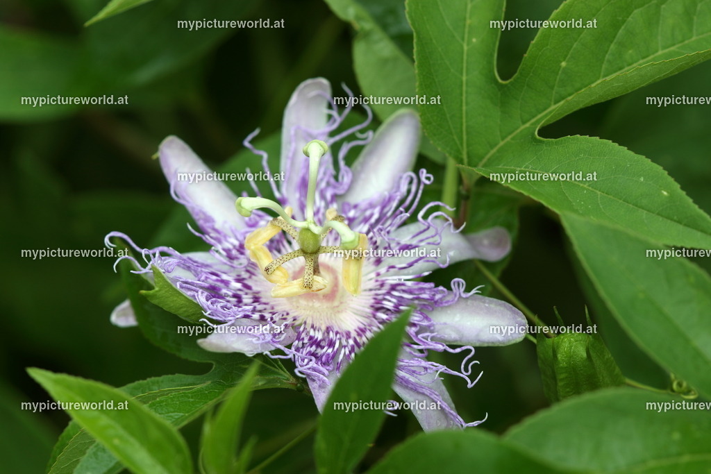 Winterharte Passionsblume-002 | Das Bilderarchiv über Tiere, Planzen und Landschaften. In der Bilddatenbank finden Sie ein große Auswahl an hochwertigen Bilder für Ihre Werbung - Realisiert mit Pictrs.com