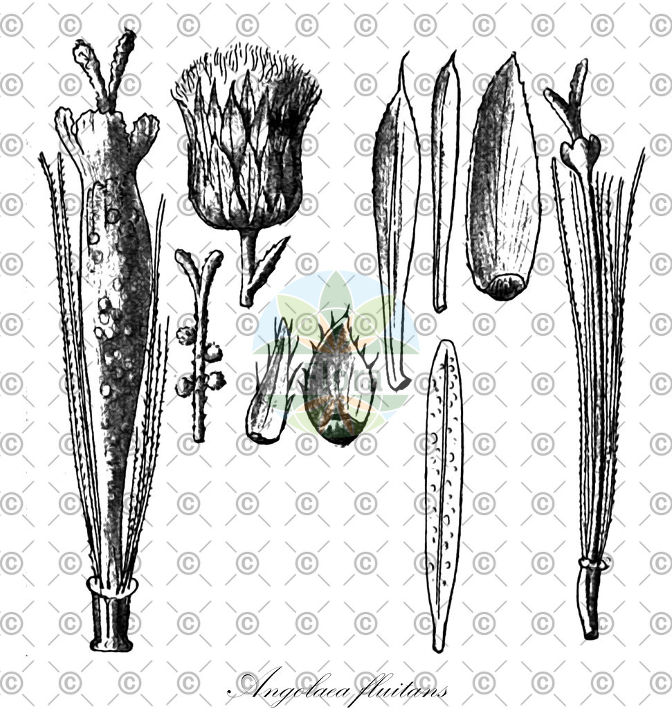 HistAbb_wfo-0000536542_287_ENZY_Simple | Historische Abbildung von Angolaea fluitans - Podostemaceae | Historical Illustration of Angolaea fluitans - Podostemaceae