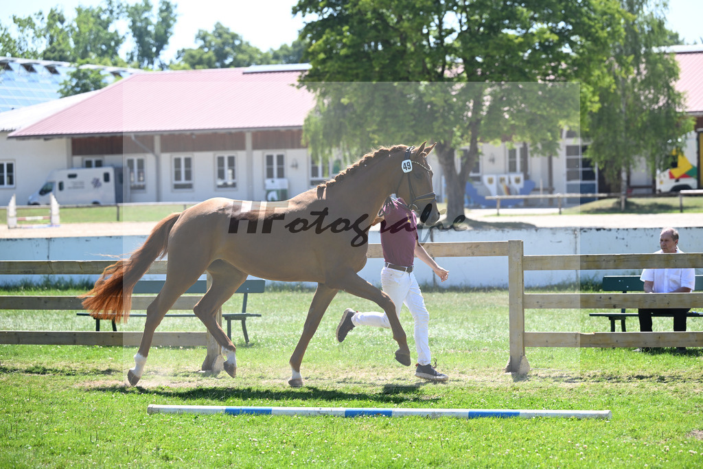 Kat-Nr. 49 Royality M v. Fynch Hatton_Meyer_19250881 | hf-fotografie - Realizzato con Pictrs.com