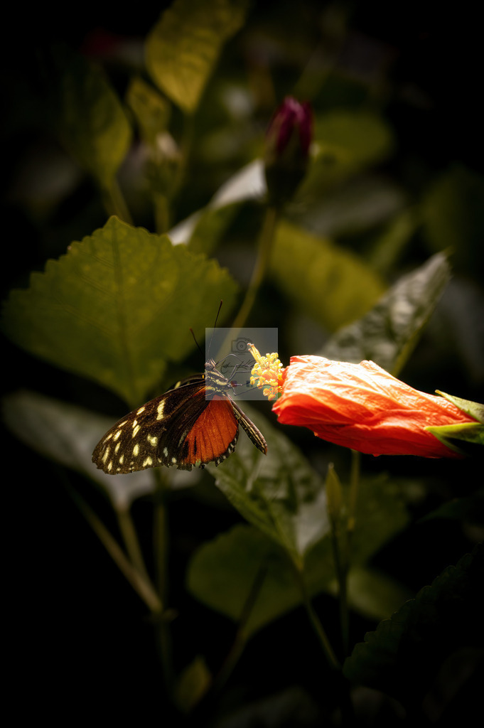 Makro - tierisch (16) | Buche Fotoshootings und entdecke hochwertige Fotoprodukte bei Mathias Ku Photos. Personalisiert, kreativ & mit Liebe zum Detail. Jetzt informieren! - Realisiert mit Pictrs.com