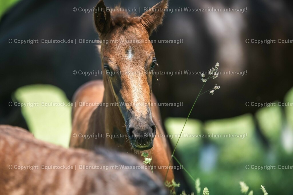 20210617_Fohlen_0121 | Foto: Thomas Hartig