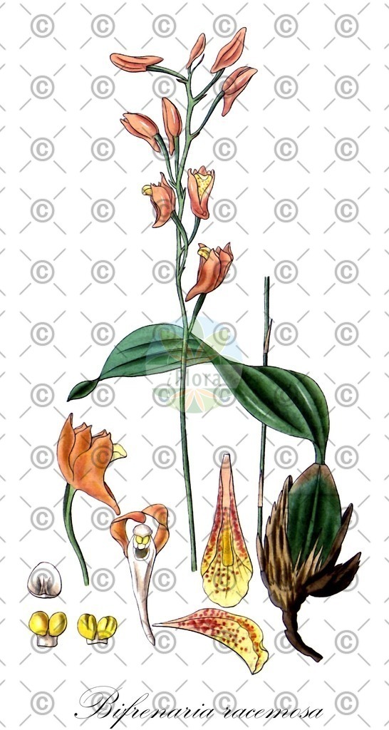 HistAbb_7NQQT_1_ENZY_Simple | Historische Abbildung von Bifrenaria racemosa - Orchidaceae | Historical Illustration of Bifrenaria racemosa - Orchidaceae