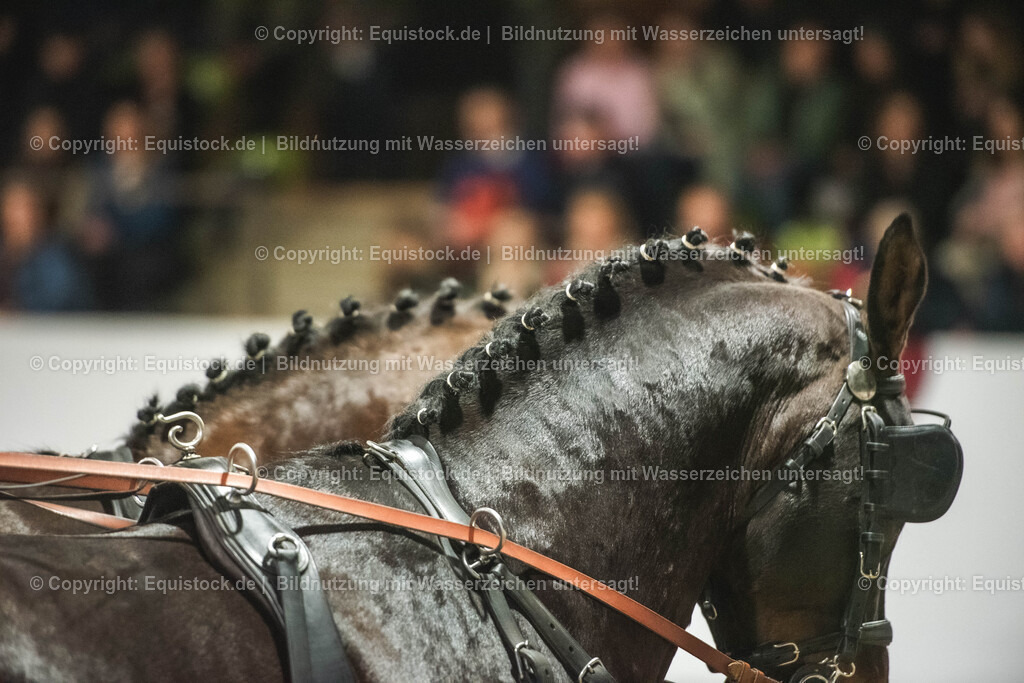 20240302_Hengstvorstellung_Marbach_TOMsPiC_0743 | equistock