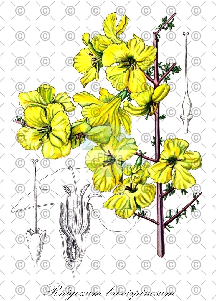 HistAbb_wfo-0000401600_2_ENZY_Simple | Historische Abbildung von Rhigozum brevispinosum - Bignoniaceae | Historical Illustration of Rhigozum brevispinosum - Bignoniaceae