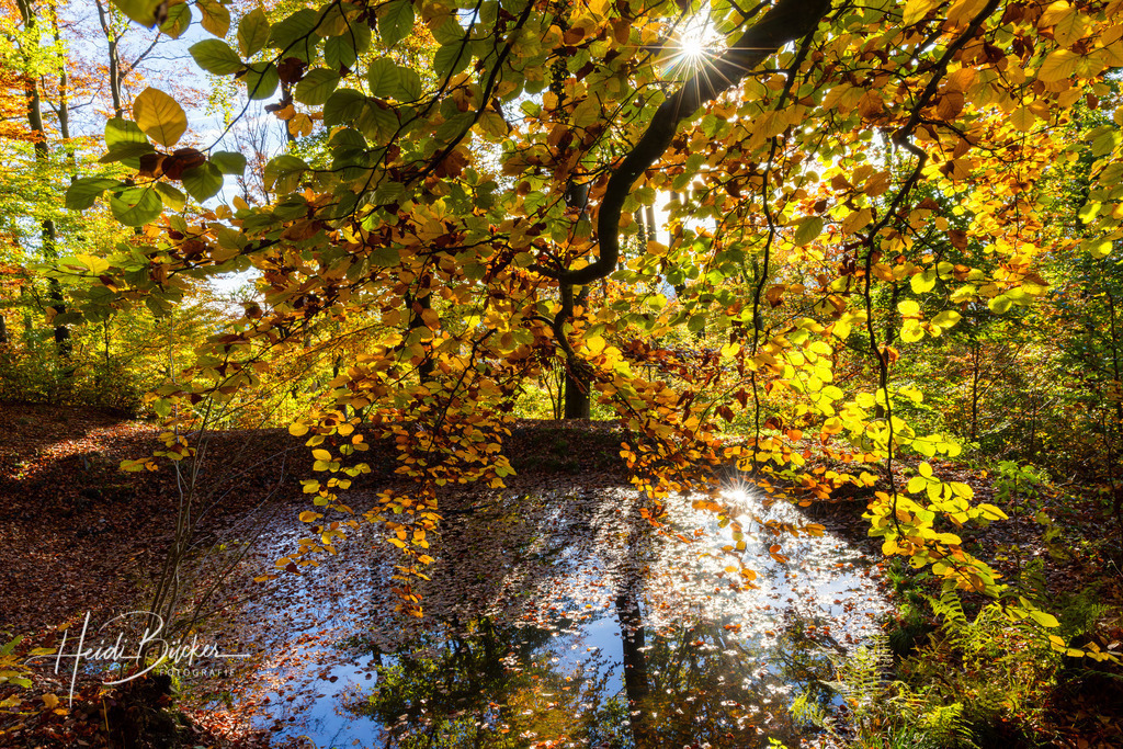 Brauers Deyk im Wilzenberg | Quelle Brauers Deyk im Wilzenberg - Realisiert mit Pictrs.com
