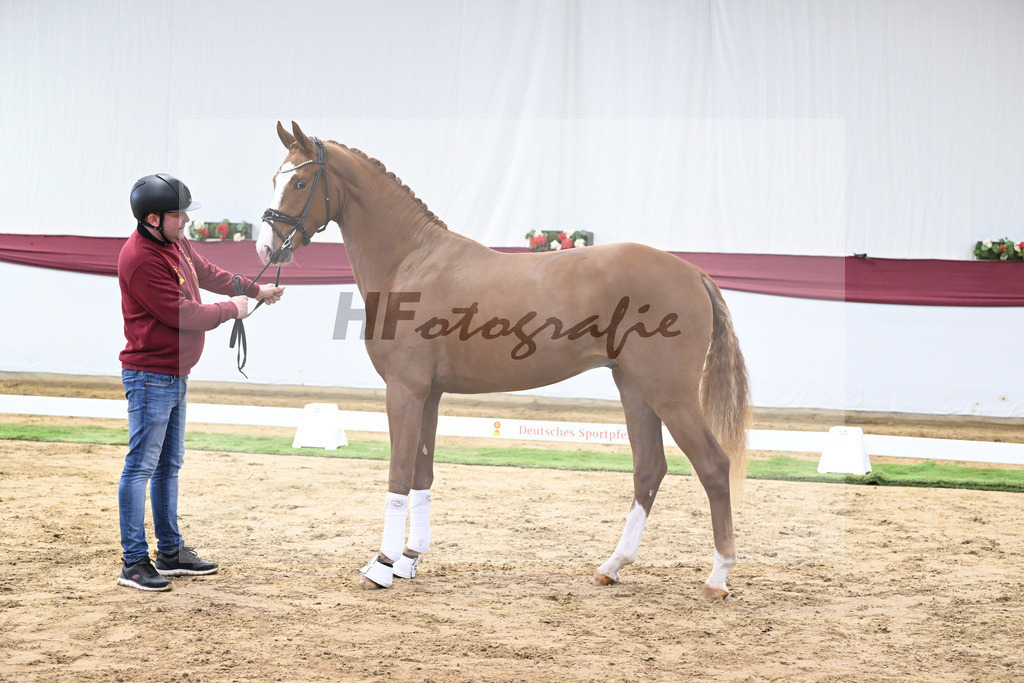 Kat-Nr. 24 Escanto PS x Feinrich_Tobias Sesselmann u Lea Dressel_47250746 | hf-fotografie - Realisiert mit Pictrs.com