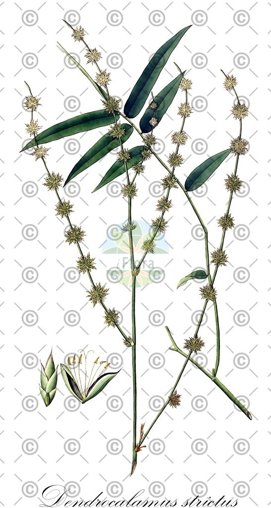 HistAbb_wfo-0000641019_2_ENZY_Simple | Historische Abbildung von Dendrocalamus strictus - Poaceae | Historical Illustration of Dendrocalamus strictus - Poaceae