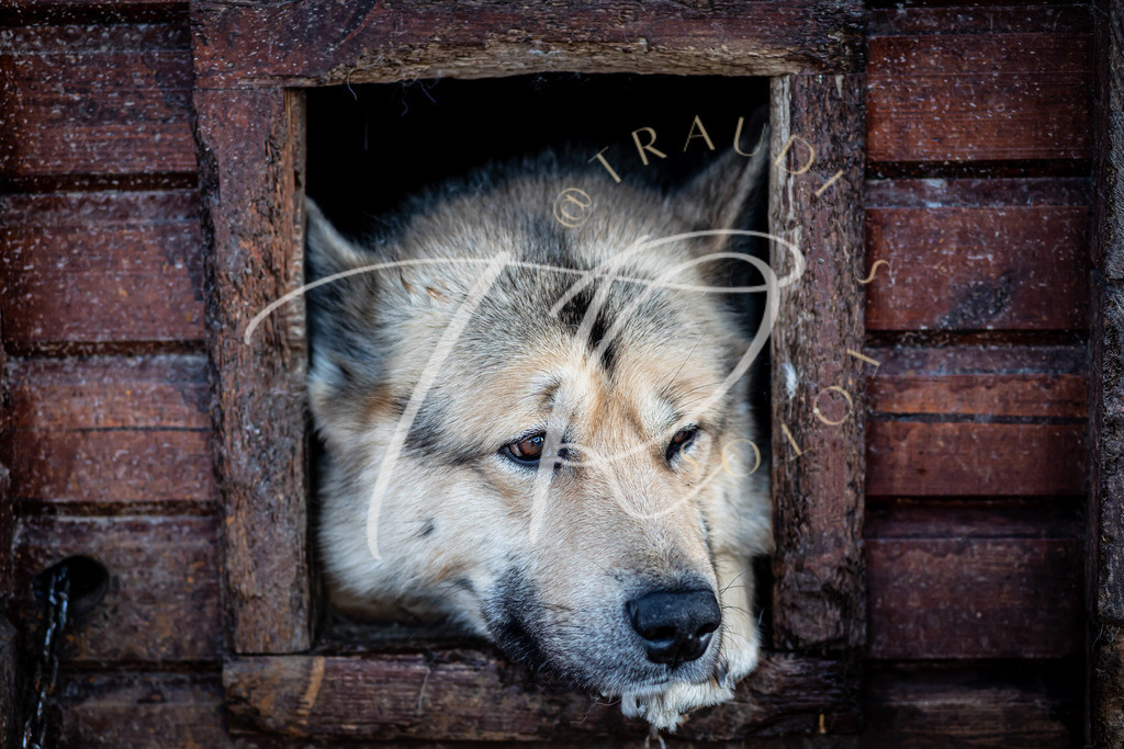 D3848AB6-04B0-4373-9642-024B1F9760F5 | traudl_s_fotos