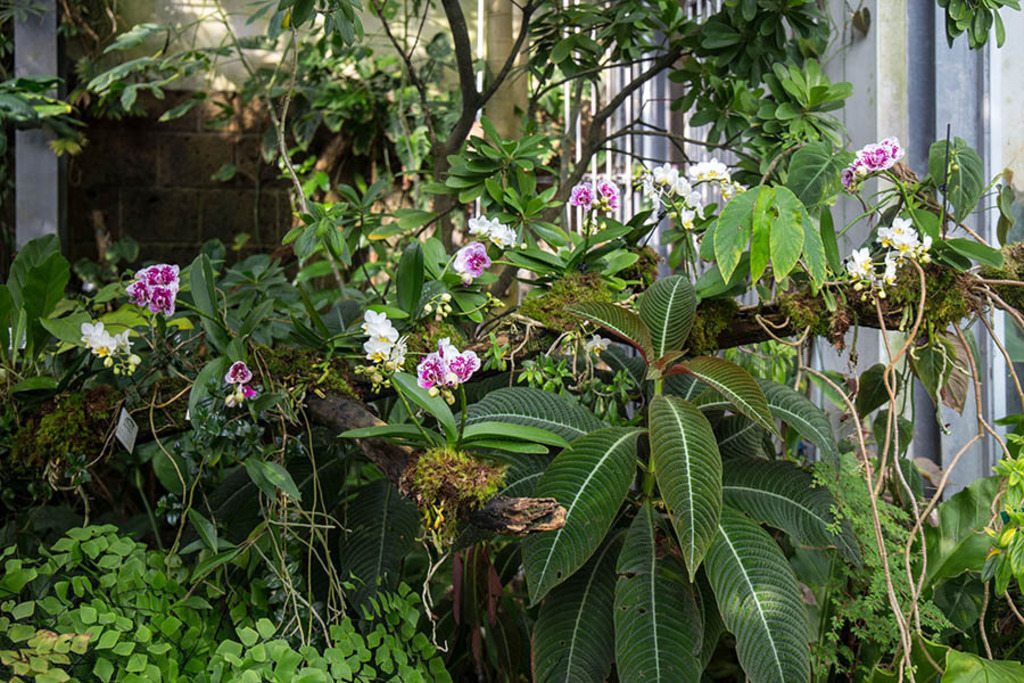 Orchideenschau im Botanischen Garten der Universität Leipzig | Entdecke über 20 Kategorien Leipzig-Motive: Foto-Downloads, hochwertige Poster, Leinwand- & Fine-Art-Prints. Jetzt Lieblingsfoto im Bildlexikon Leipzig Shop bestellen!