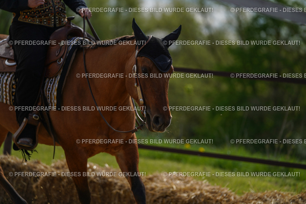 DSC03992 | Pferdegrafie