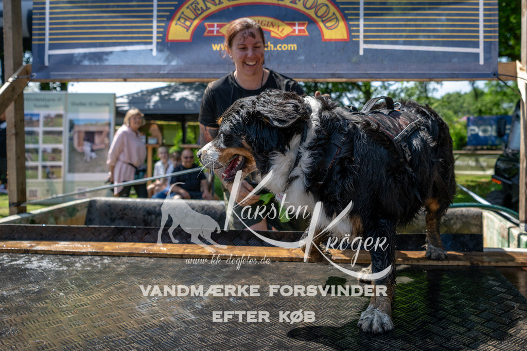 1213_ZZ90616 | kk-dogfotos
