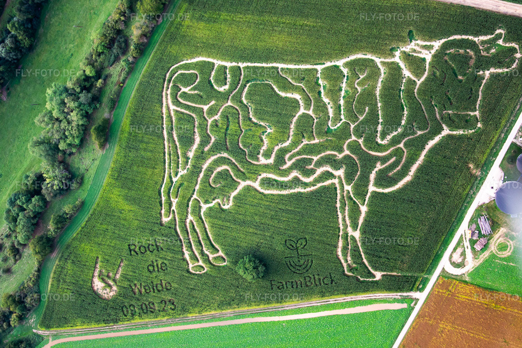 Luftbild: Maislabyrinth des Milchhof Lämmle-Hofmann im Ortsteil Flehingen in Oberderdingen im Bundesland Baden-Württemberg in Deutschland. Foto: IMG_138718.jpg vom 16.09.2023 durch Werner Riehm/FLY-FOTO.de