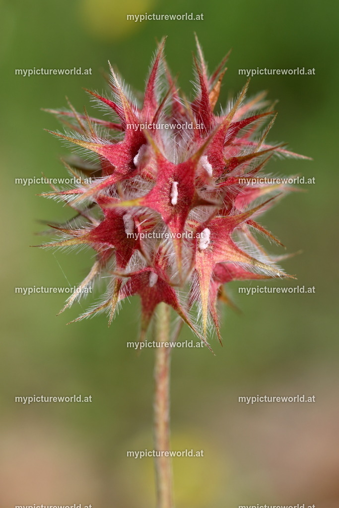 Stern-Klee-007 | Das Bilderarchiv über Tiere, Planzen und Landschaften. In der Bilddatenbank finden Sie ein große Auswahl an hochwertigen Bilder für Ihre Werbung - Realized with Pictrs.com