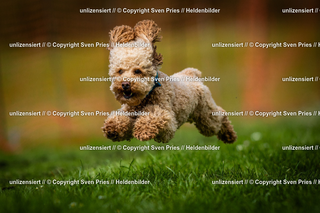 Sven Pries | 2025-04-13 - Hunderennen Baden-Baden - Realisiert mit Pictrs.com